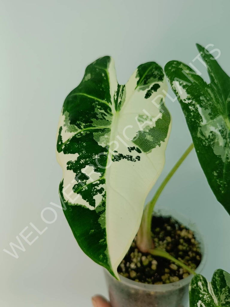 Alocasia micholitziana frydek variegata