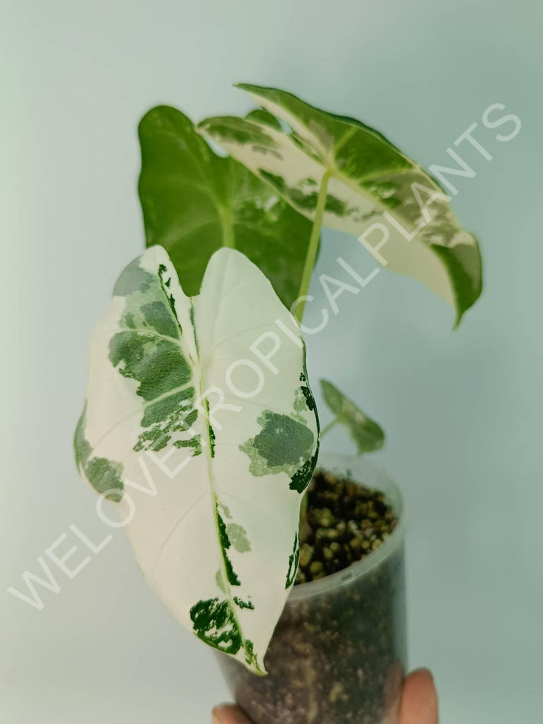 Alocasia micholitziana frydek variegata