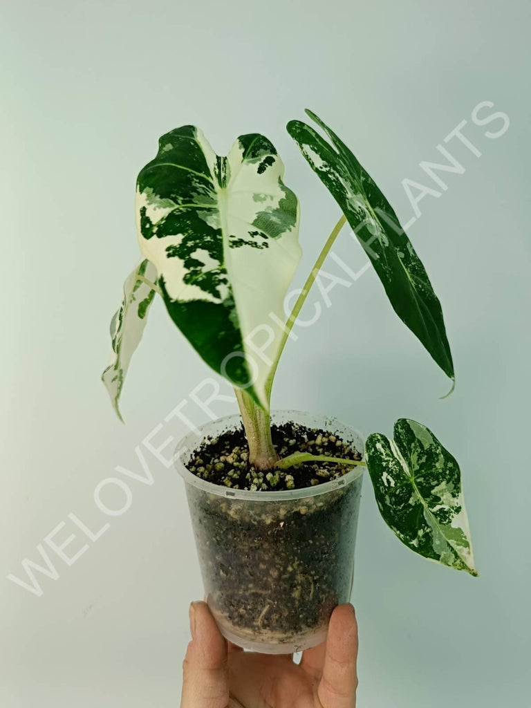 Alocasia micholitziana frydek variegata