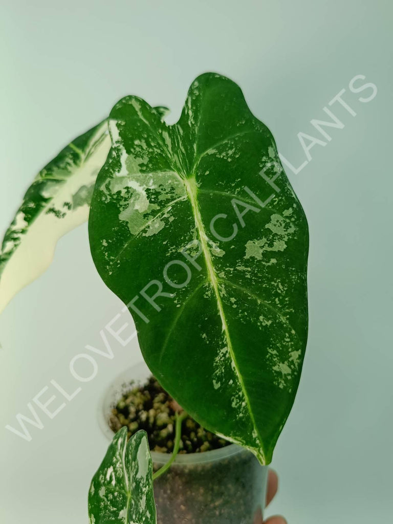 Alocasia micholitziana frydek variegata