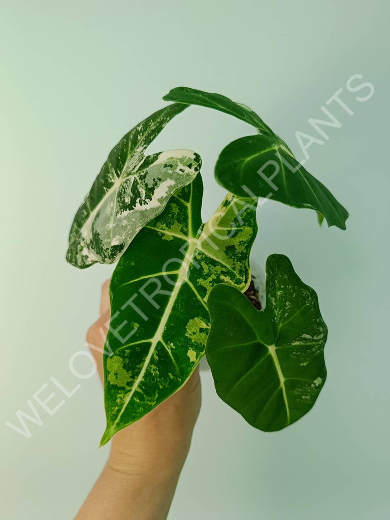 Alocasia micholitziana frydek variegata