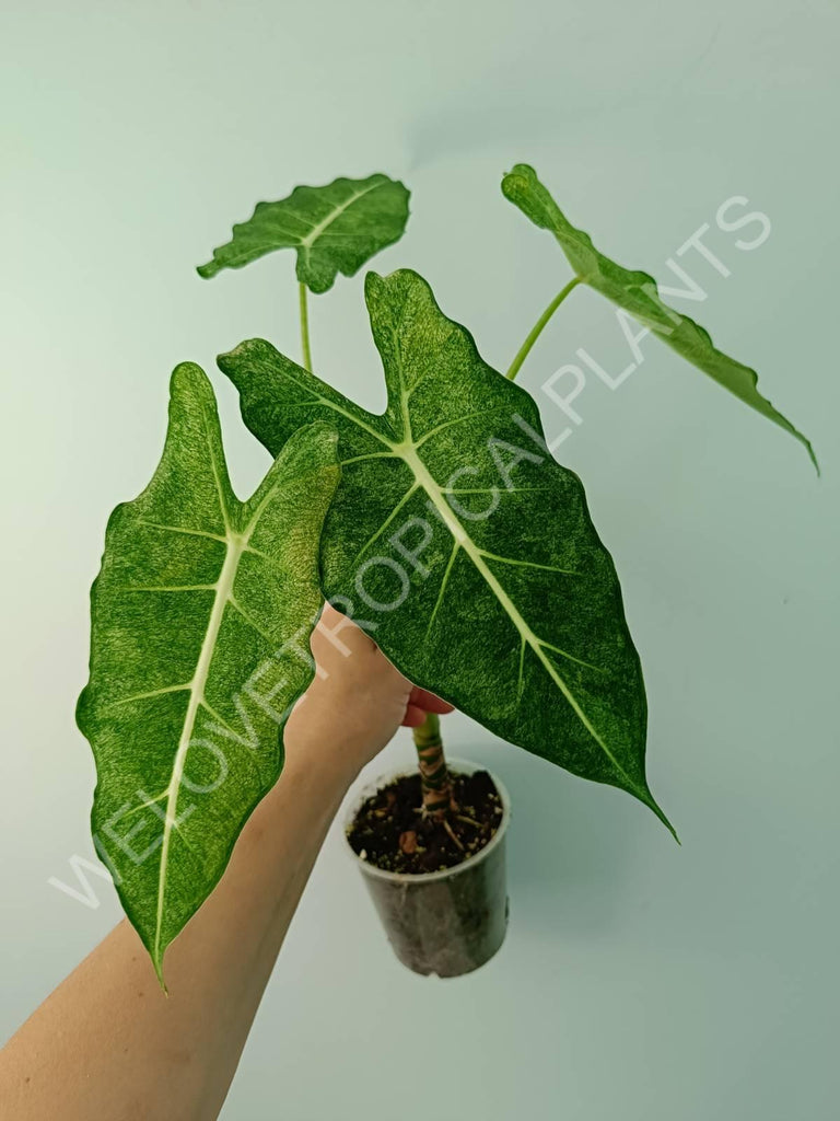 Alocasia micholitziana frydek variegata mint