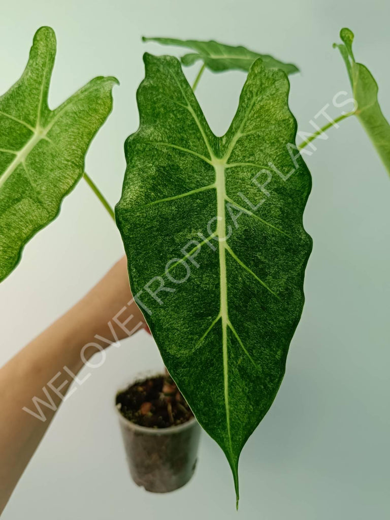 Alocasia micholitziana frydek variegata mint