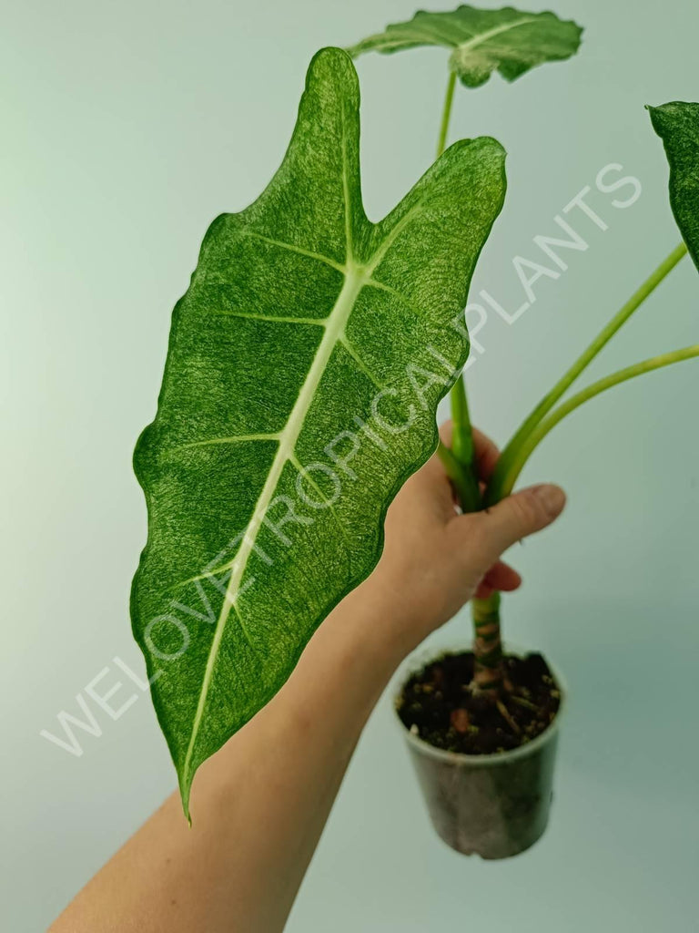 Alocasia micholitziana frydek variegata mint