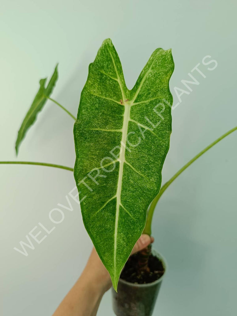 Alocasia micholitziana frydek variegata mint