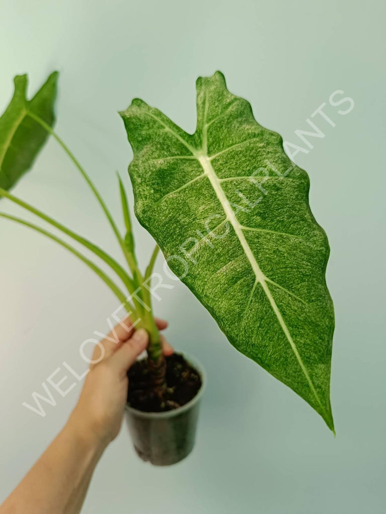 Alocasia micholitziana frydek variegata mint