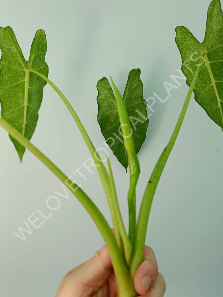 Alocasia micholitziana frydek variegata mint