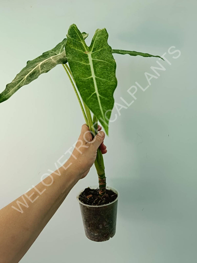 Alocasia micholitziana frydek variegata mint