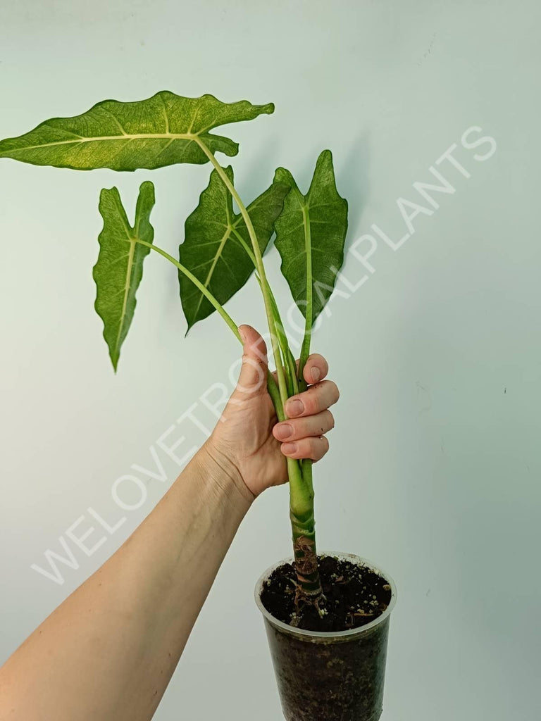 Alocasia micholitziana frydek variegata mint