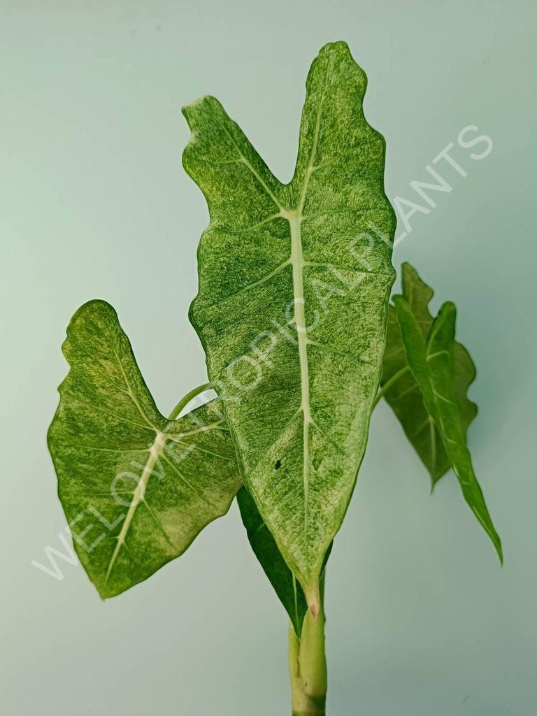 Alocasia micholitziana frydek variegata mintv