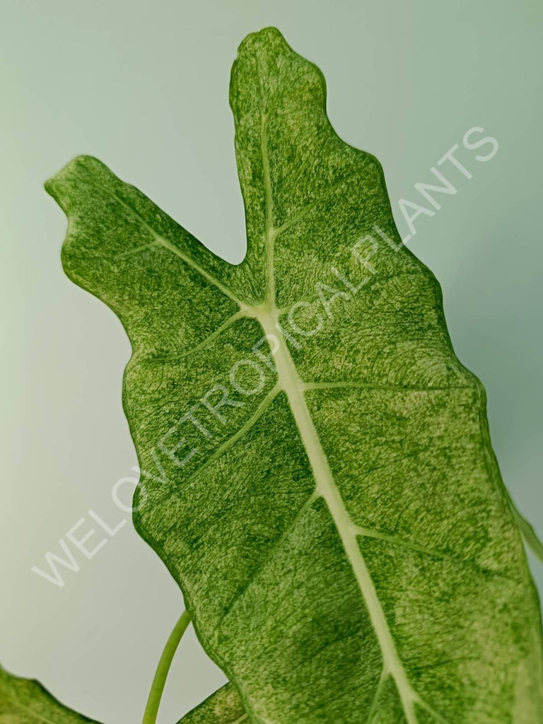 Alocasia micholitziana frydek variegata mint