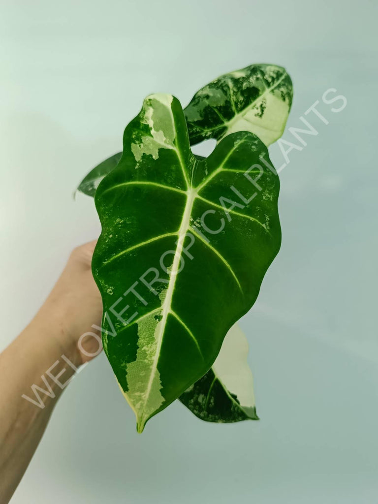 Alocasia micholitziana frydek variegata