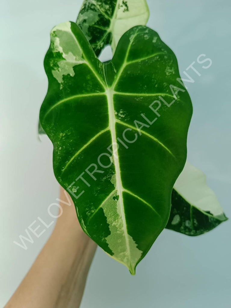 Alocasia micholitziana frydek variegata