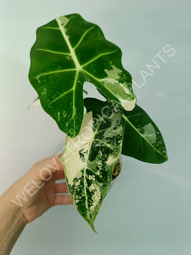 Alocasia micholitziana frydek variegata