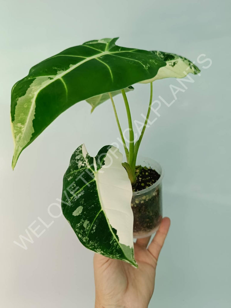 Alocasia micholitziana frydek variegata