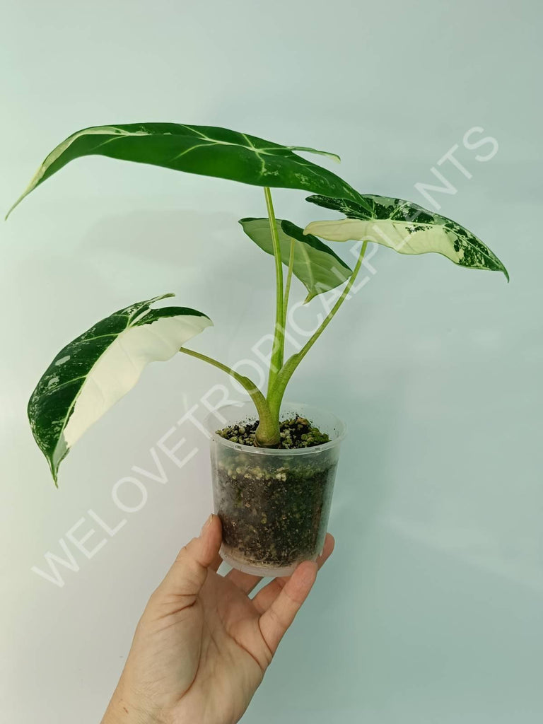 Alocasia micholitziana frydek variegata