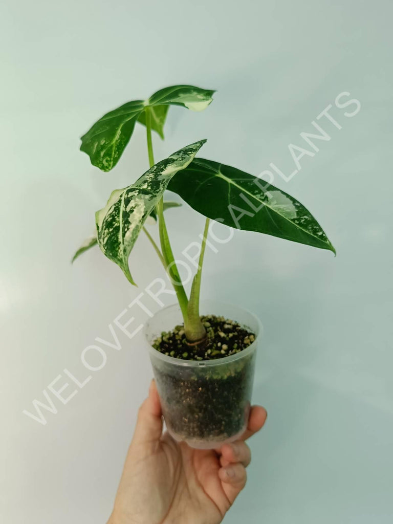 Alocasia micholitziana frydek variegata