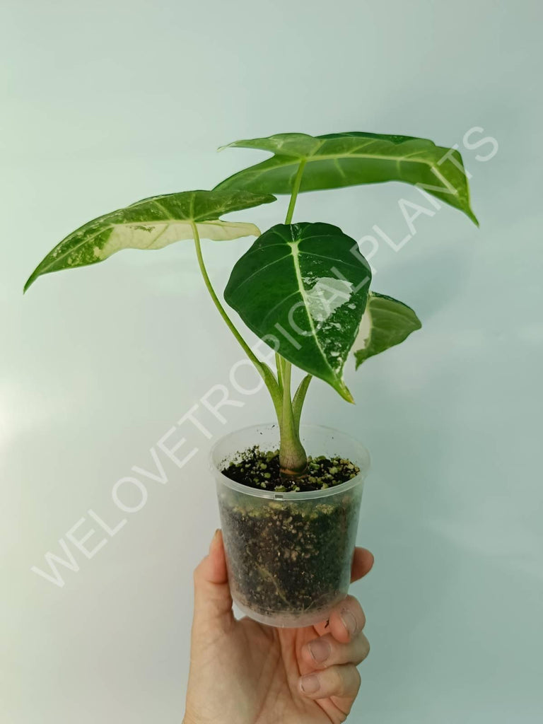 Alocasia micholitziana frydek variegata