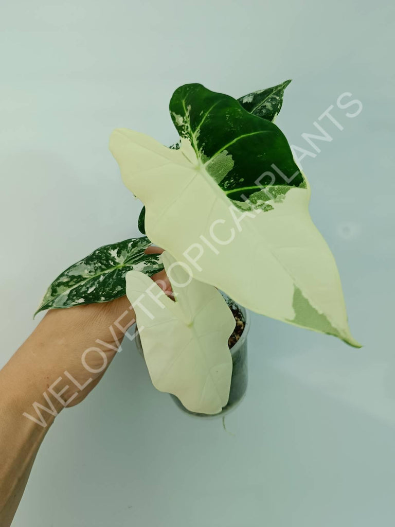 Alocasia micholitziana frydek variegata