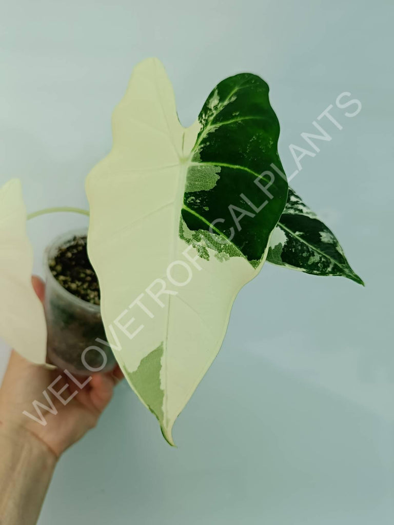 Alocasia micholitziana frydek variegata