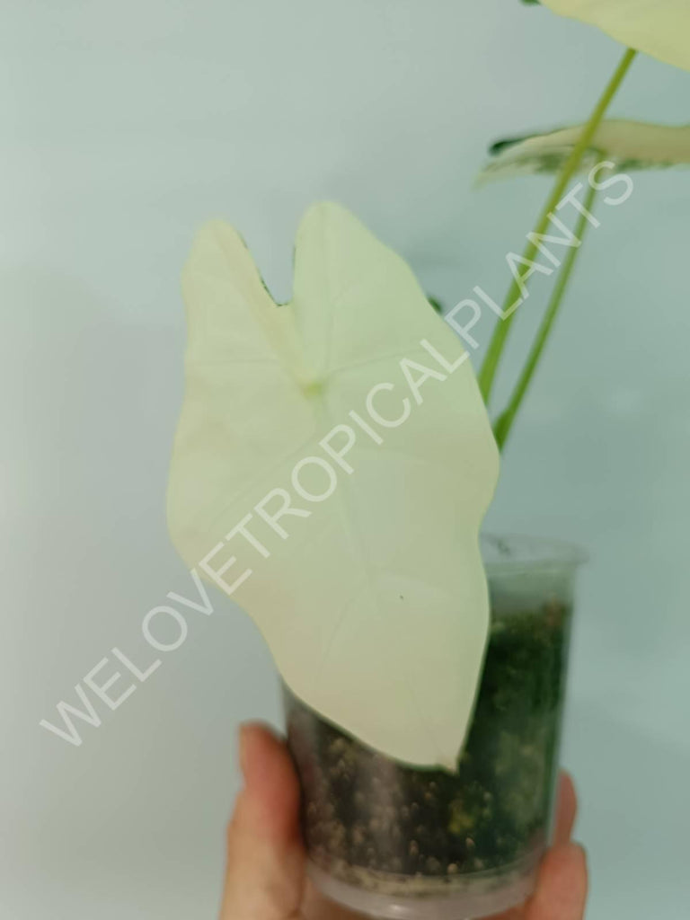 Alocasia micholitziana frydek variegata