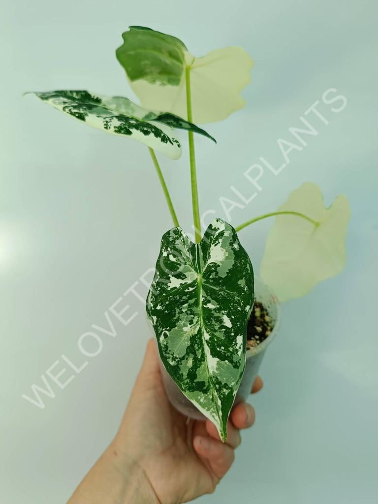 Alocasia micholitziana frydek variegata