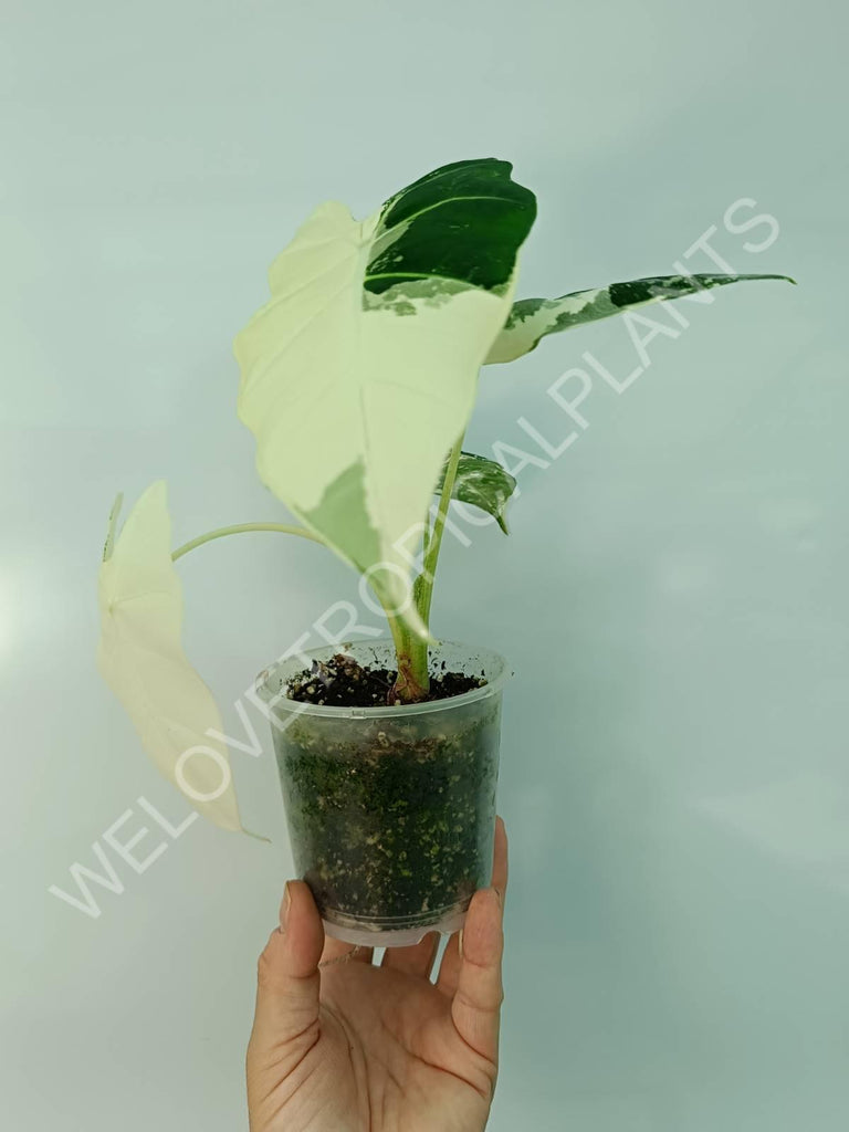 Alocasia micholitziana frydek variegata