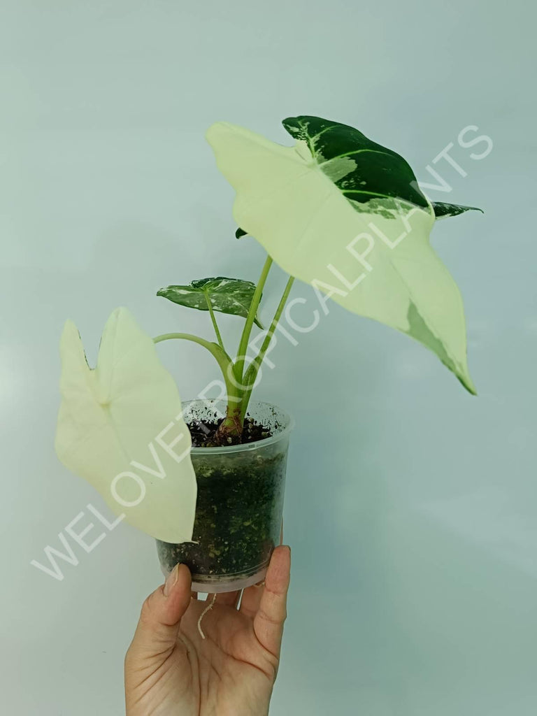 Alocasia micholitziana frydek variegata