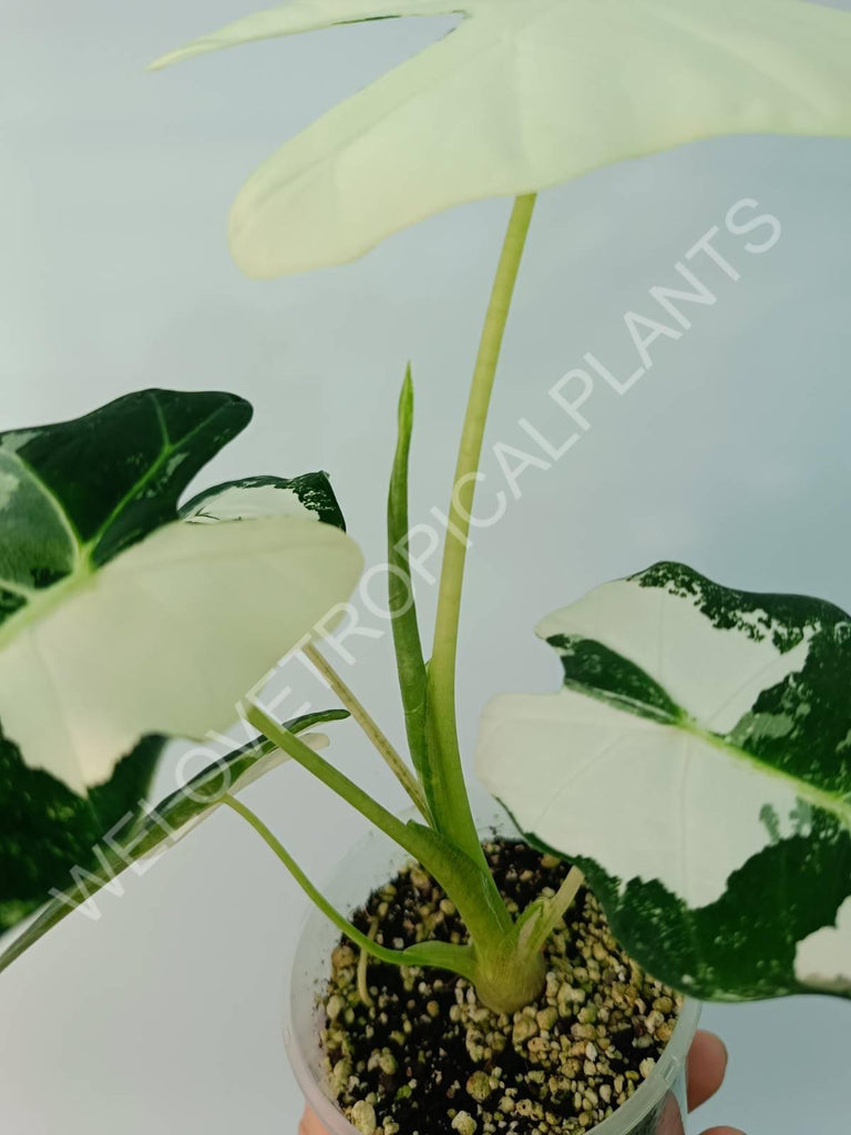 Alocasia micholitziana frydek variegata FULLMOON