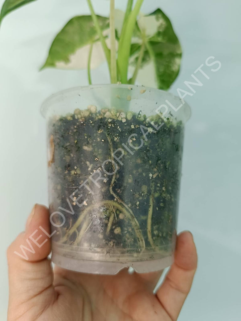 Alocasia micholitziana frydek variegata FULLMOON