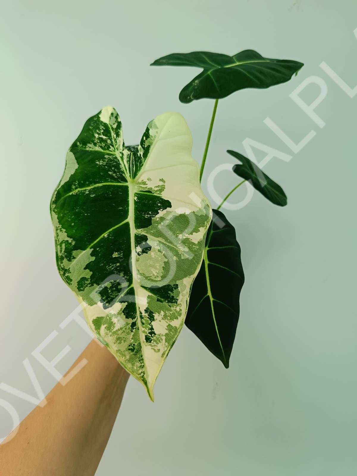 Alocasia micholitziana frydek variegata