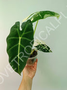 Alocasia micholitziana frydek variegata