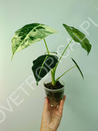 Alocasia micholitziana frydek variegata