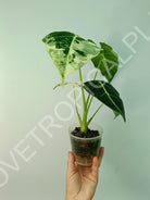 Alocasia micholitziana frydek variegata