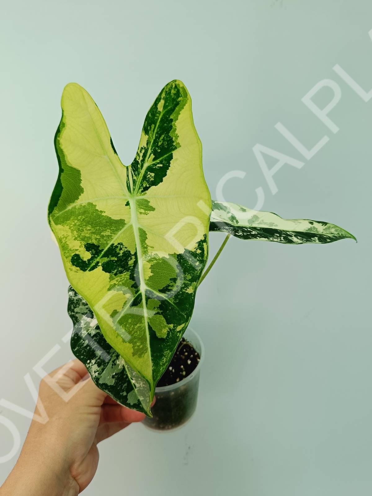 Alocasia micholitziana frydek variegata