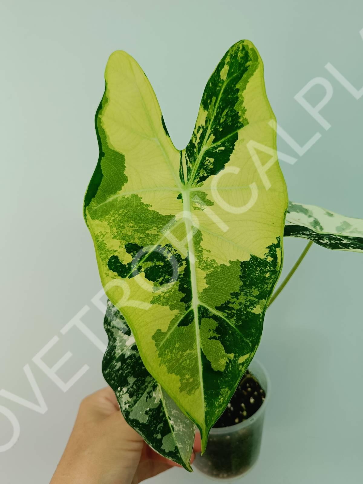 Alocasia micholitziana frydek variegata