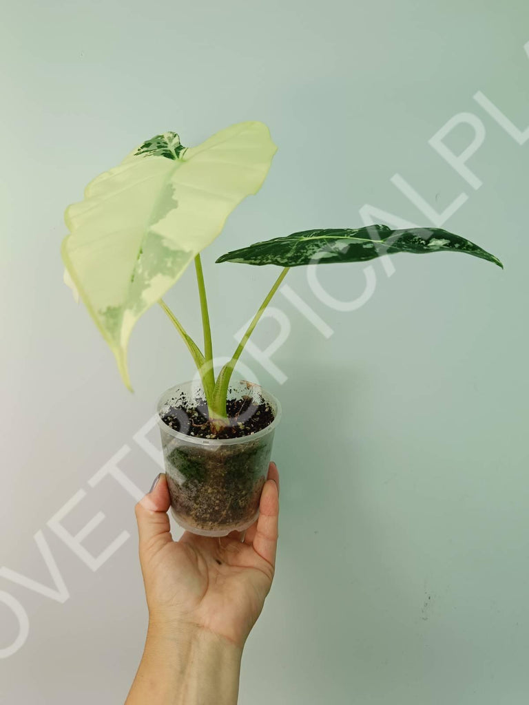 Alocasia micholitziana frydek variegata