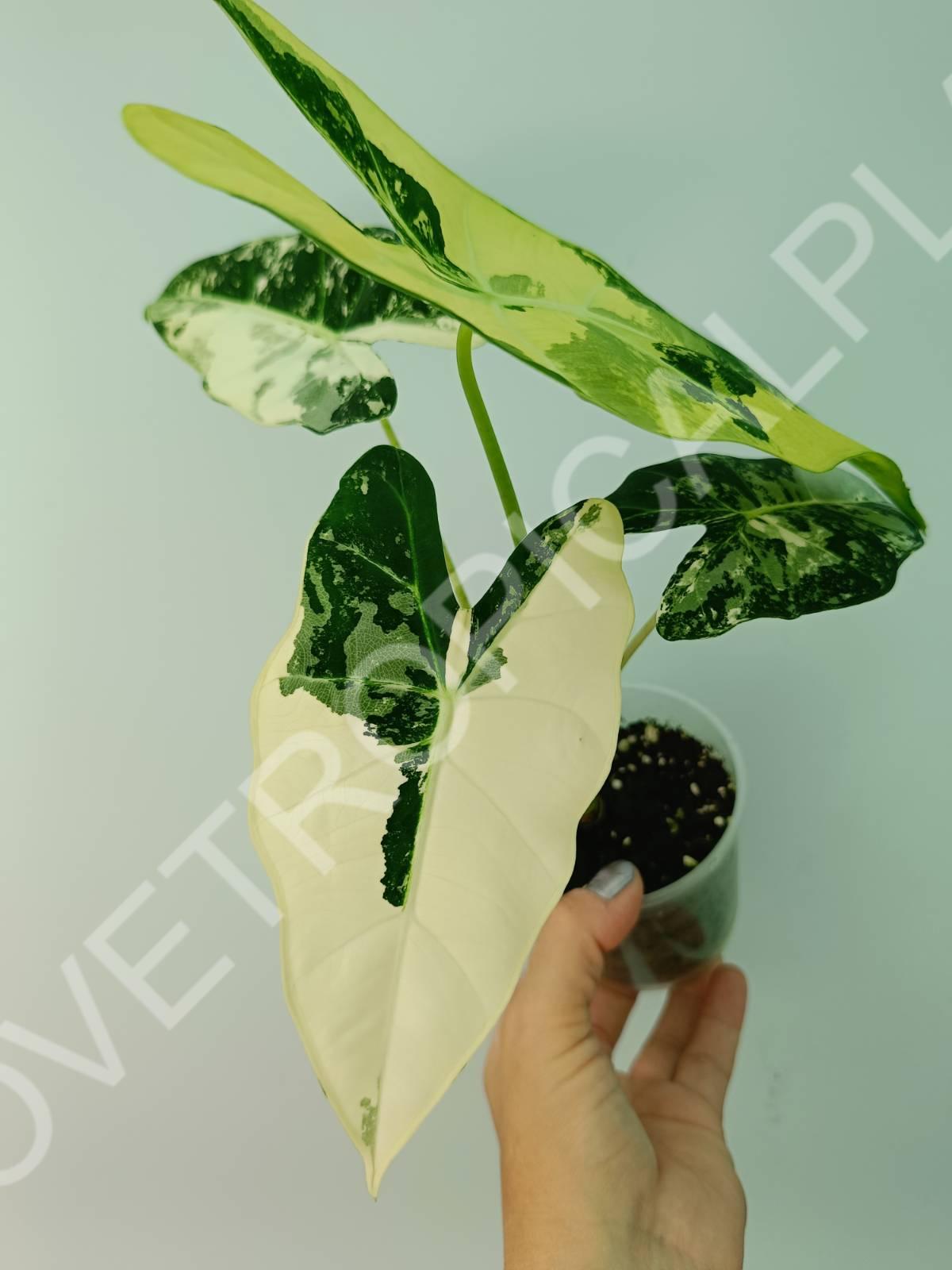 Alocasia micholitziana frydek variegata