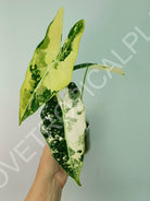 Alocasia micholitziana frydek variegata