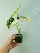 Alocasia micholitziana frydek variegata