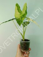 Alocasia micholitziana frydek variegata