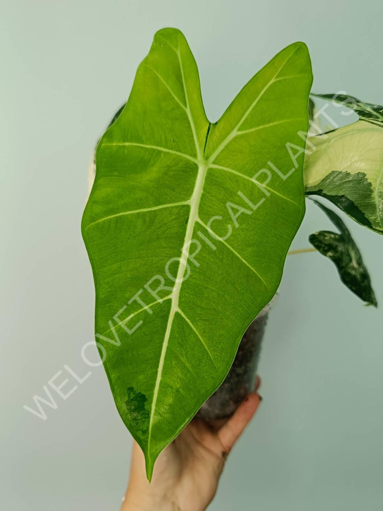 Alocasia micholitziana frydek variegata