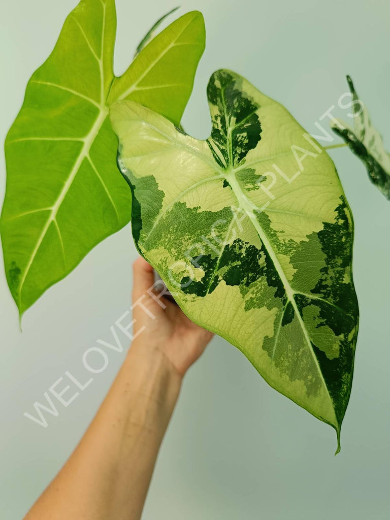 Alocasia micholitziana frydek variegata