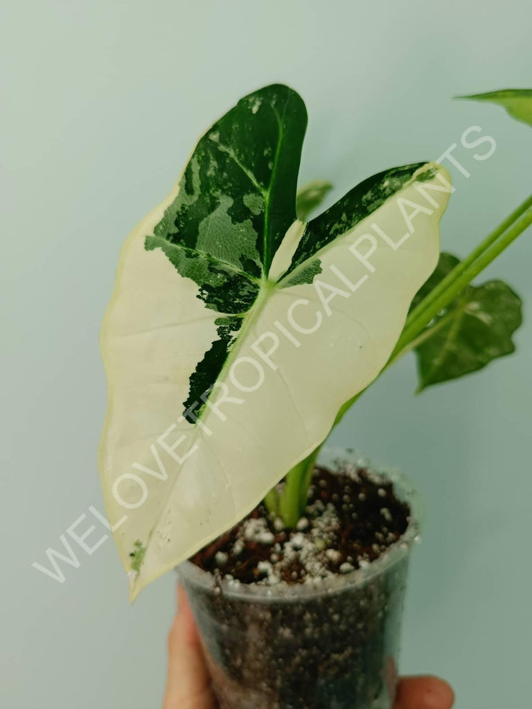 Alocasia micholitziana frydek variegata