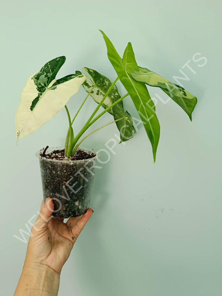 Alocasia micholitziana frydek variegata