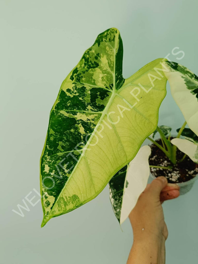 Alocasia micholitziana frydek variegata