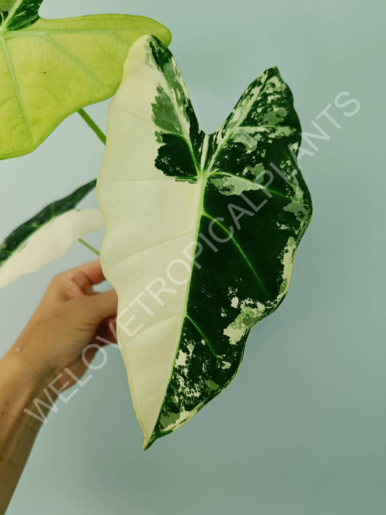 Alocasia micholitziana frydek variegata