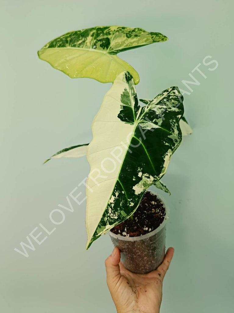 Alocasia micholitziana frydek variegata