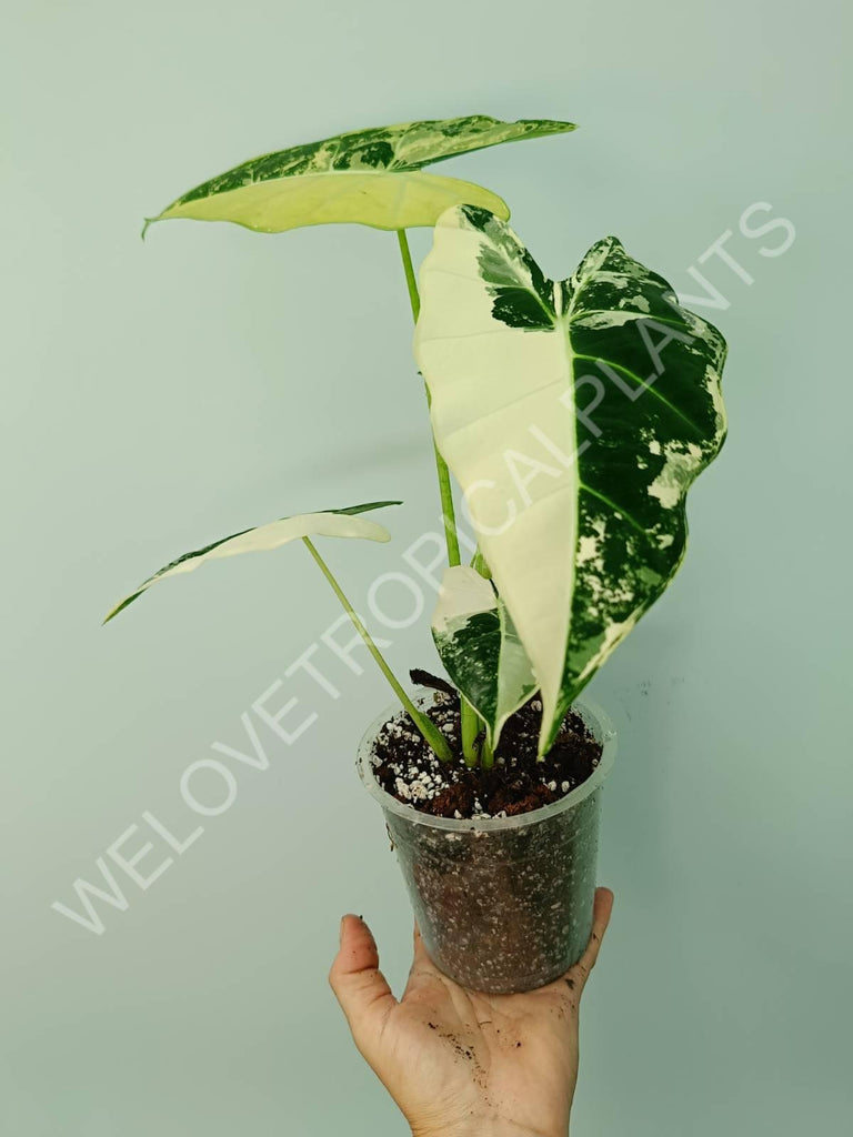 Alocasia micholitziana frydek variegata