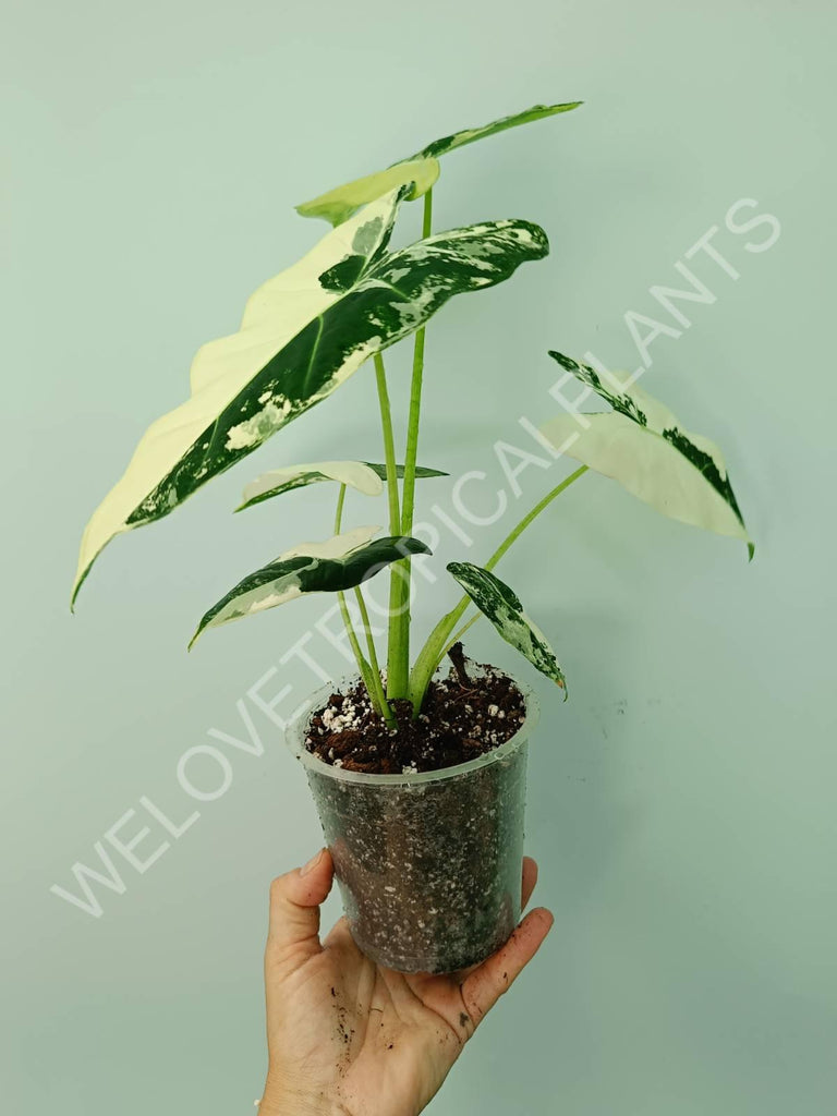 Alocasia micholitziana frydek variegata